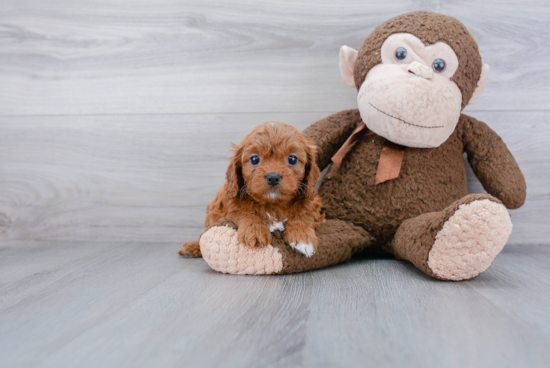 Best Cavapoo Baby