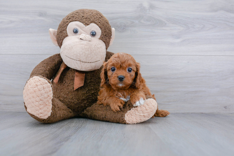 Best Cavapoo Baby