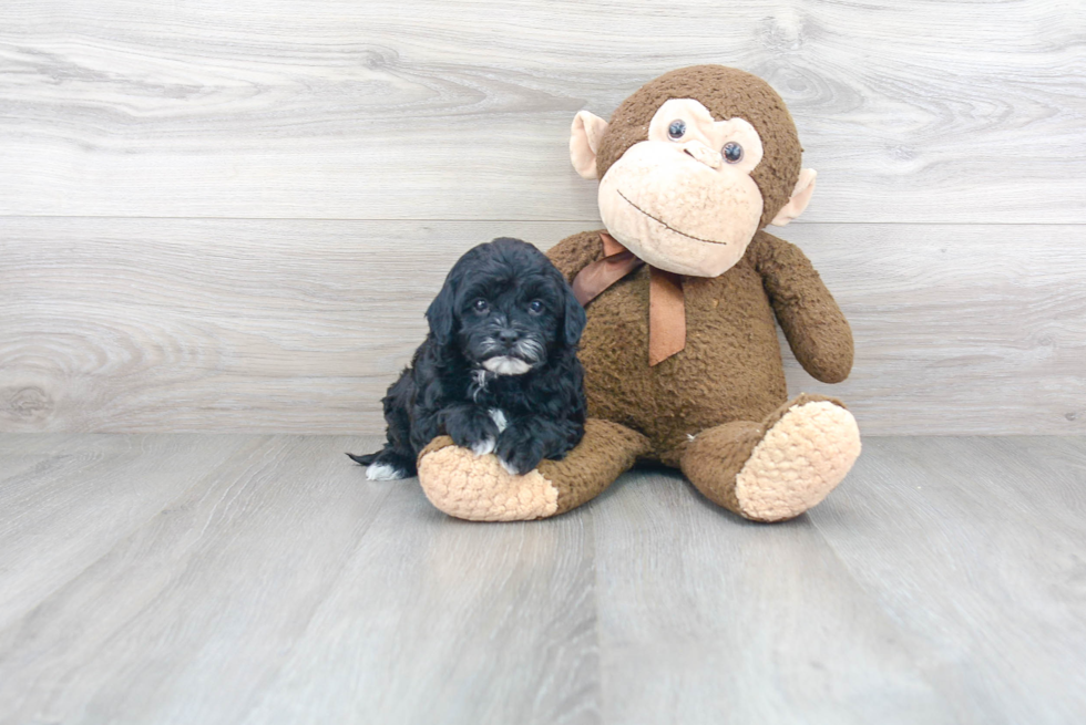 Cavapoo Pup Being Cute