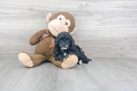 Petite Cavapoo Poodle Mix Pup