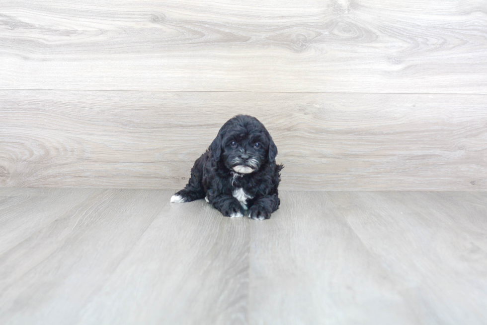 Cavapoo Puppy for Adoption