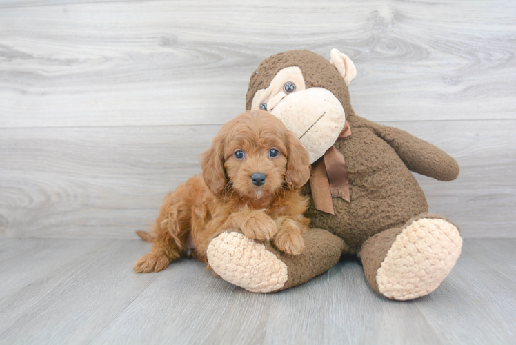 Hypoallergenic Cavoodle Poodle Mix Puppy