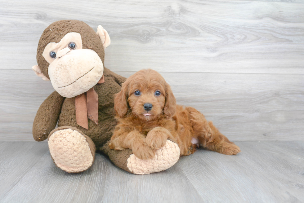 Funny Cavapoo Poodle Mix Pup