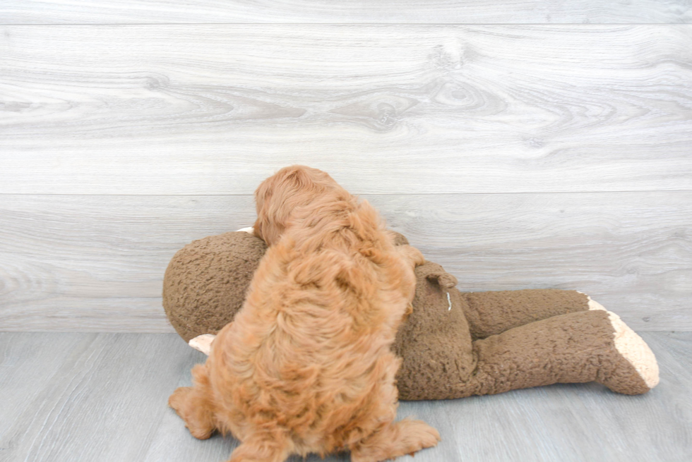 Adorable Cavoodle Poodle Mix Puppy