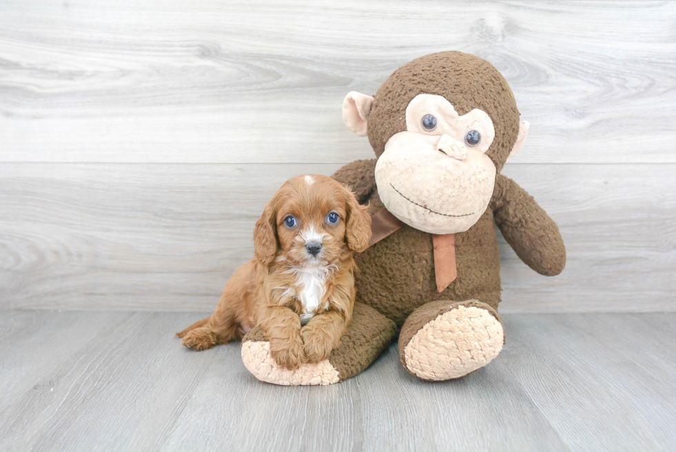 Best Cavapoo Baby