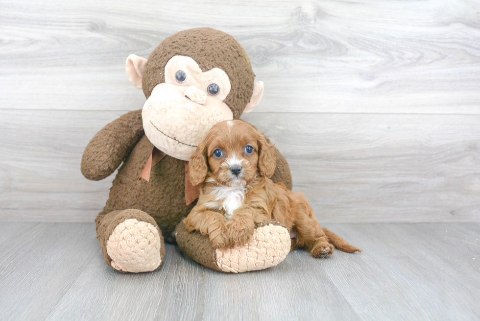 Small Cavapoo Baby