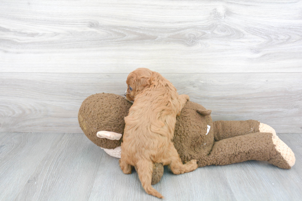 Cavapoo Pup Being Cute