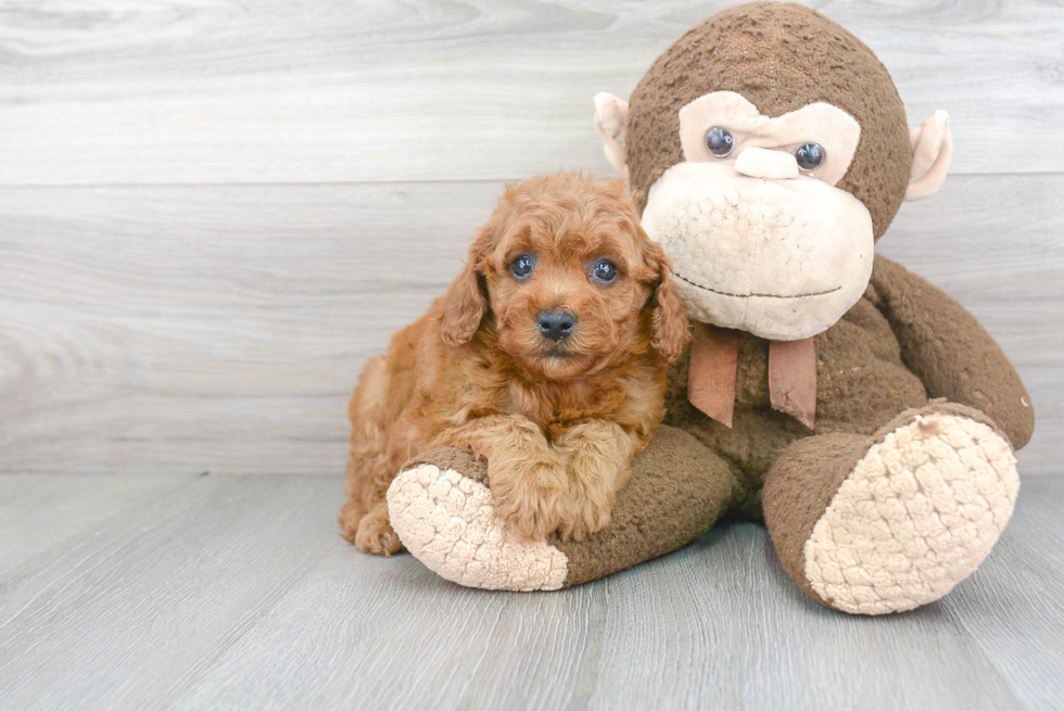 Happy Cavapoo Baby