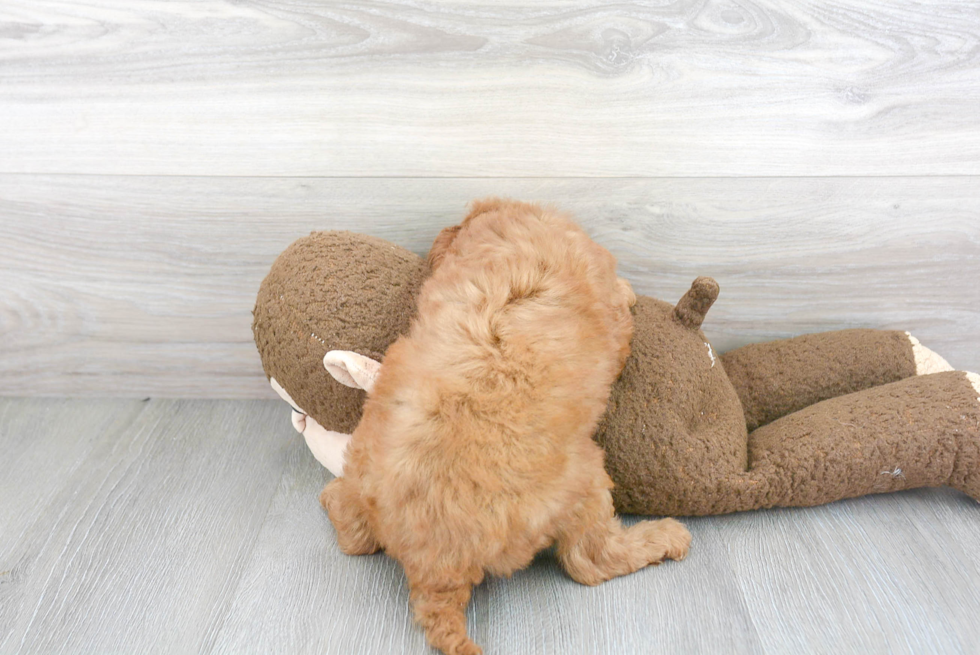 Cute Cavapoo Baby