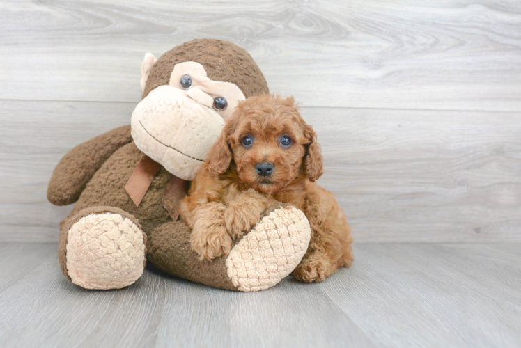 Happy Cavapoo Baby