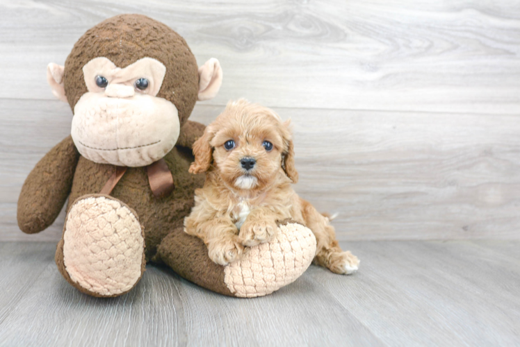 Popular Cavapoo Poodle Mix Pup