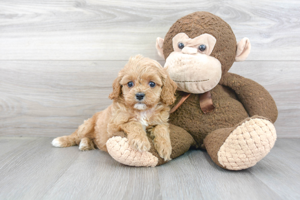 Cavapoo Puppy for Adoption