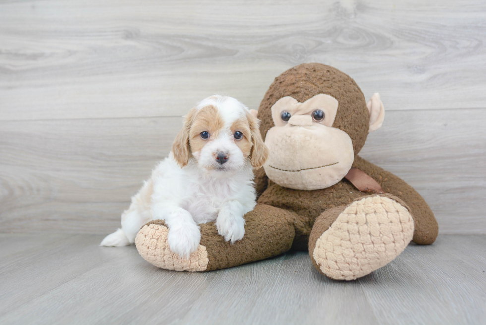 Little Cavoodle Poodle Mix Puppy