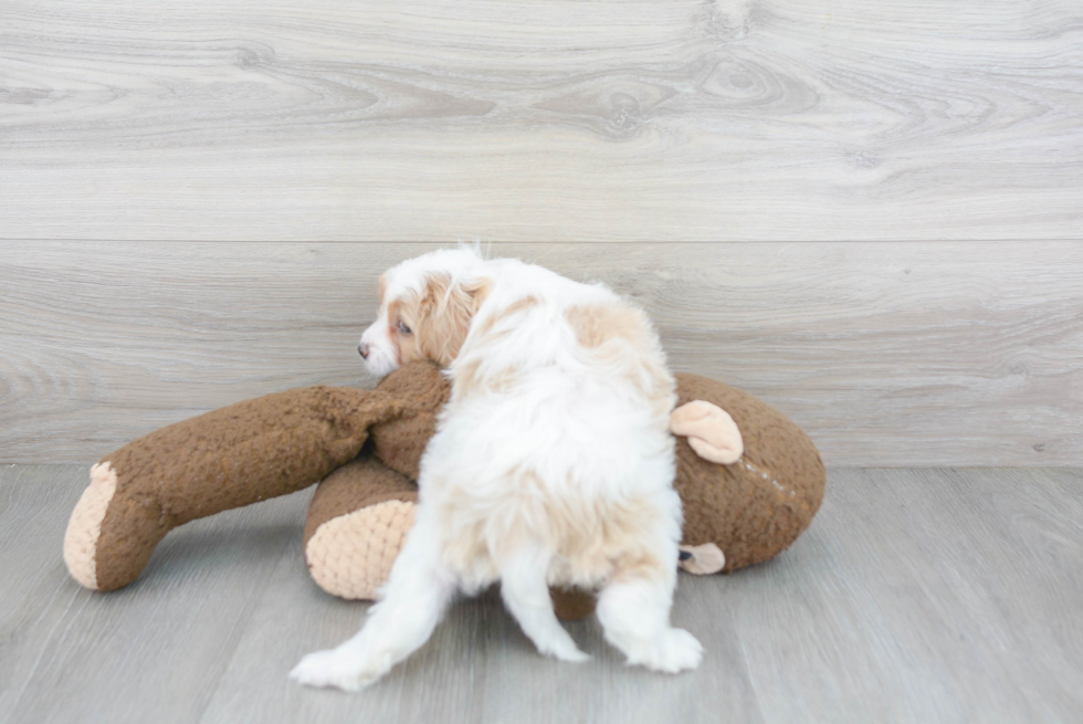 Smart Cavapoo Poodle Mix Pup