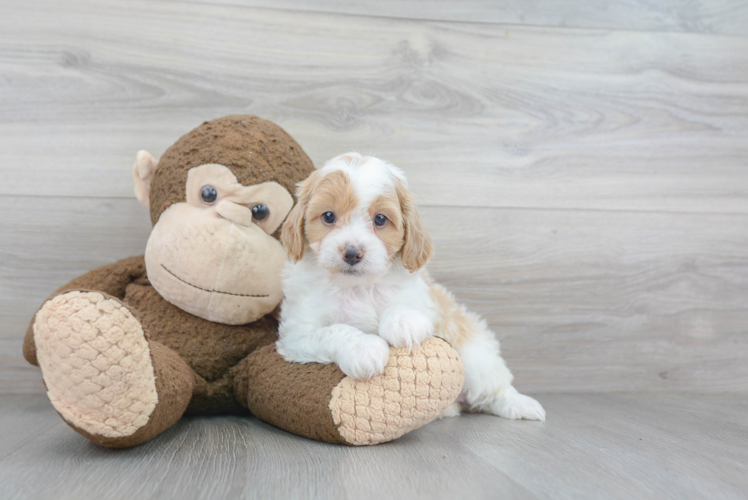 Small Cavapoo Baby