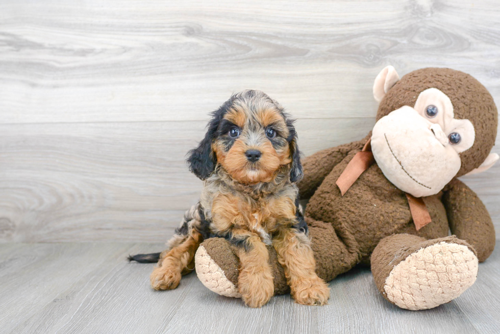 Cavapoo Puppy for Adoption