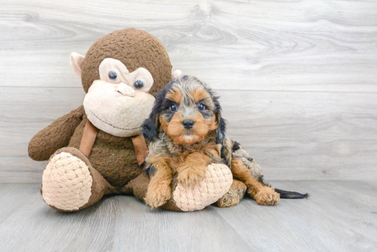 Playful Cavoodle Poodle Mix Puppy