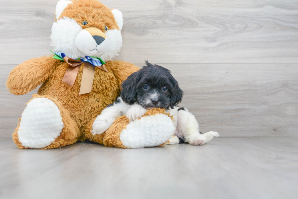 Cavapoo Pup Being Cute