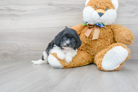 Fluffy Cavapoo Poodle Mix Pup