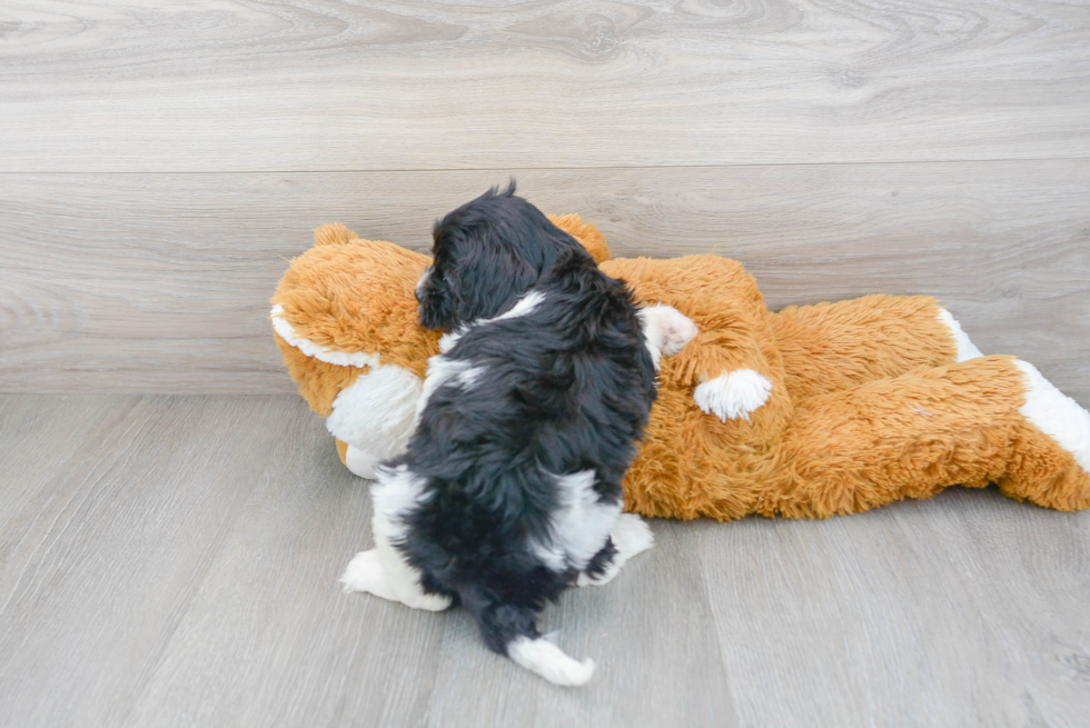 Best Cavapoo Baby