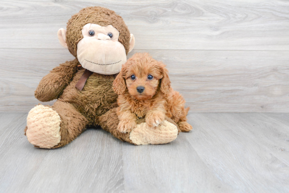 Cavapoo Puppy for Adoption