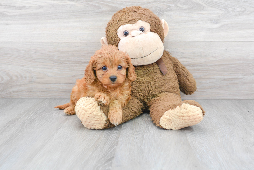 Best Cavapoo Baby