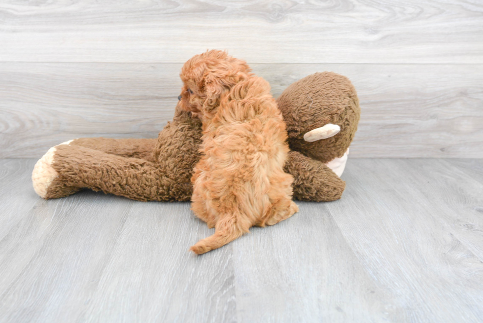 Happy Cavapoo Baby