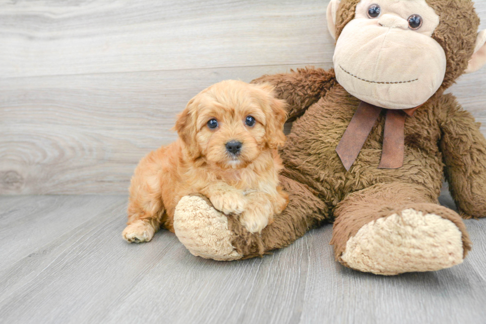 Cavapoo Puppy for Adoption