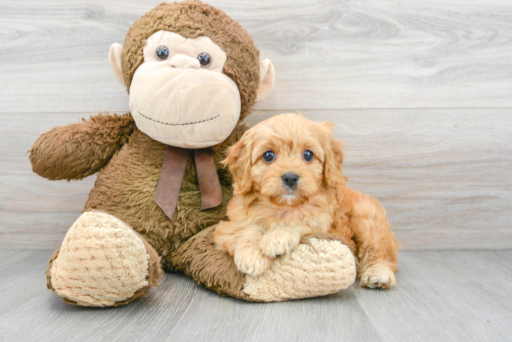 Best Cavapoo Baby