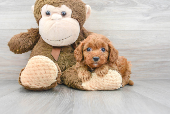 Energetic Cavoodle Poodle Mix Puppy