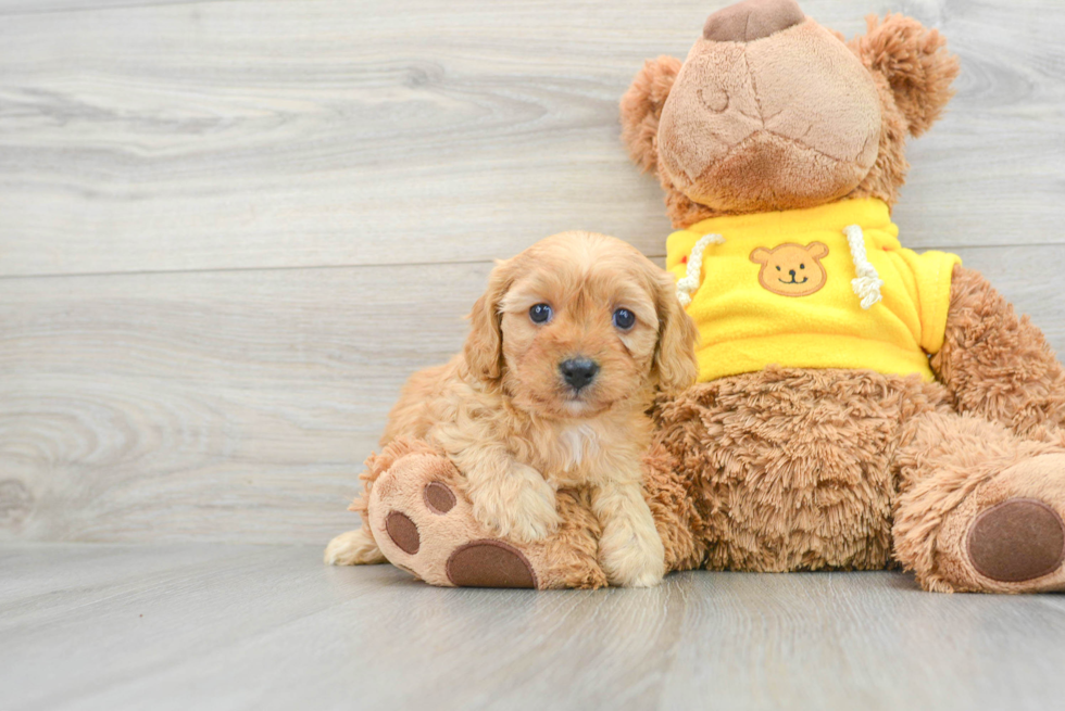 Cavapoo Pup Being Cute