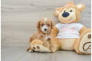 Cavapoo Puppy for Adoption