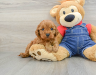 9 week old Cavapoo Puppy For Sale - Premier Pups