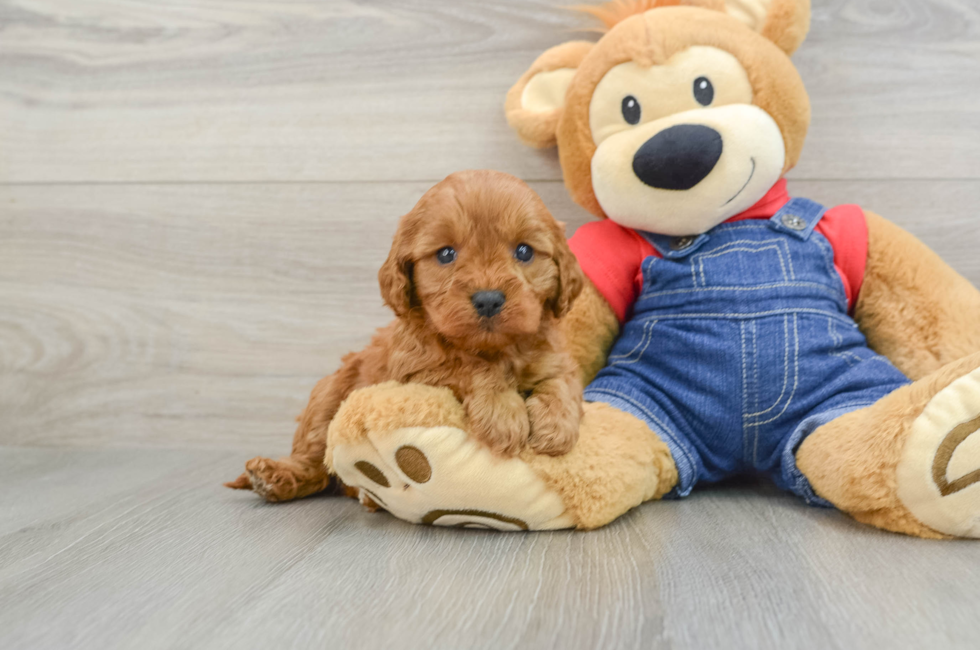 5 week old Cavapoo Puppy For Sale - Premier Pups