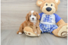 Best Cavapoo Baby