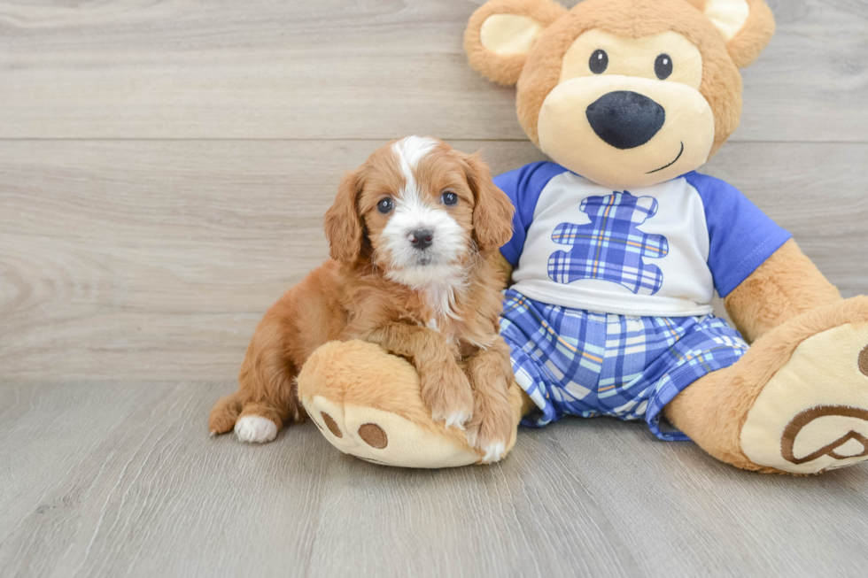 Best Cavapoo Baby