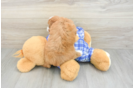 Cavapoo Puppy for Adoption