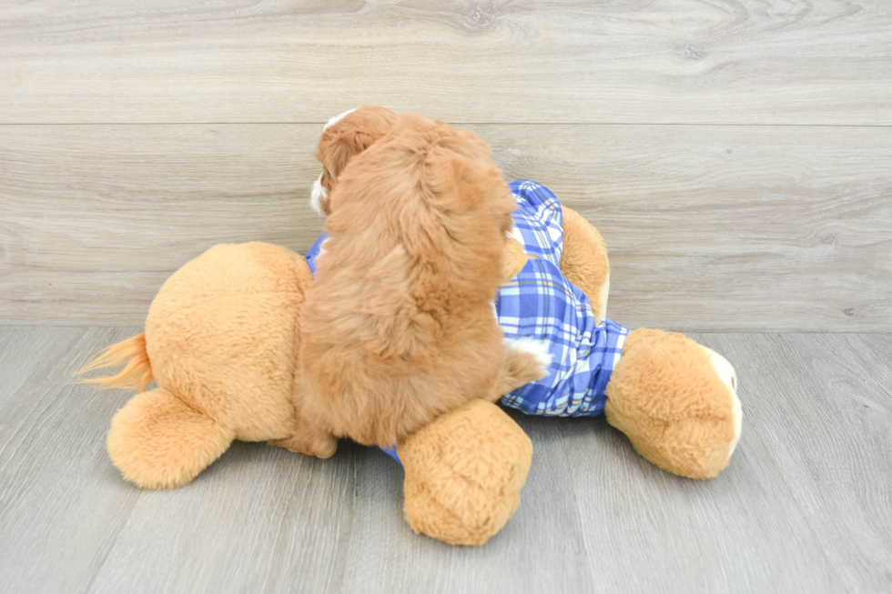 Cavapoo Puppy for Adoption