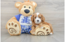 Cavapoo Puppy for Adoption