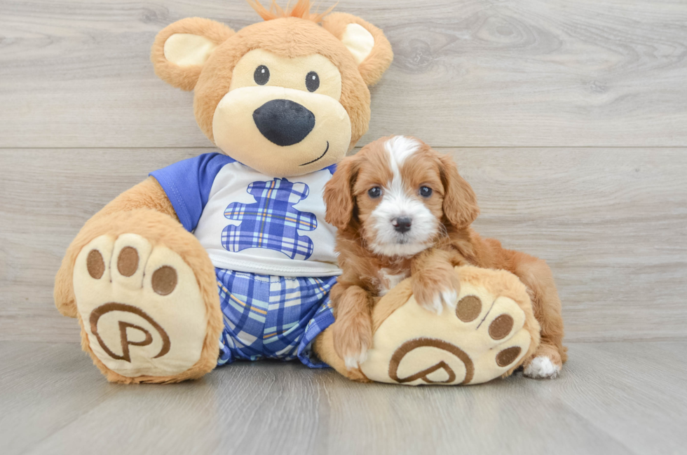 5 week old Cavapoo Puppy For Sale - Premier Pups
