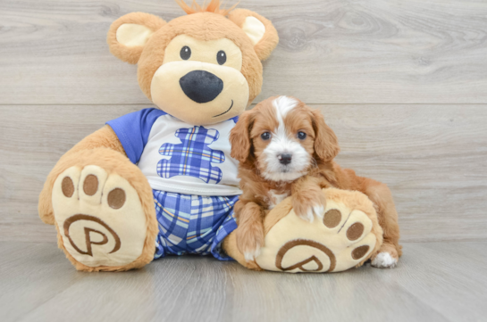 Cavapoo Puppy for Adoption