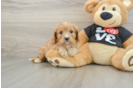 Best Cavapoo Baby