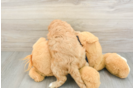 Cavapoo Puppy for Adoption
