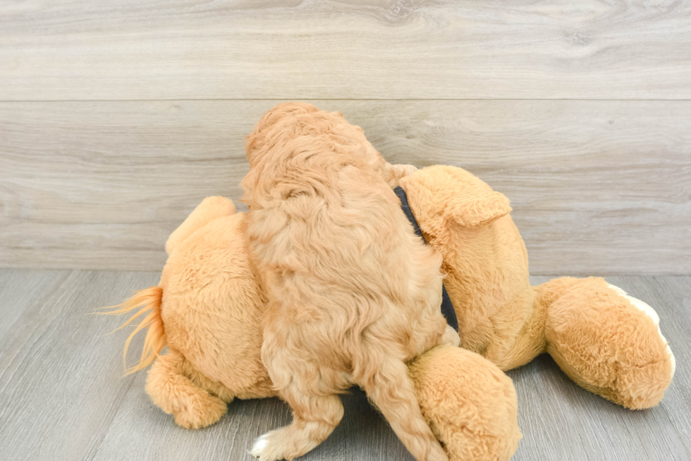 Cavapoo Puppy for Adoption