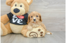 Small Cavapoo Baby