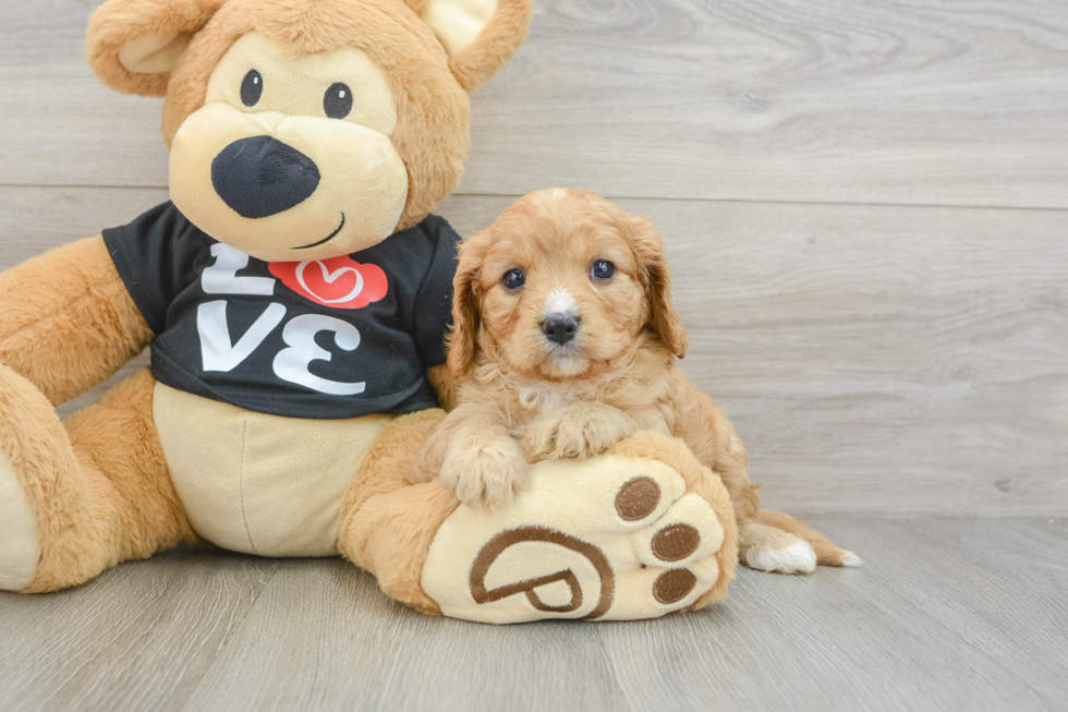 Small Cavapoo Baby