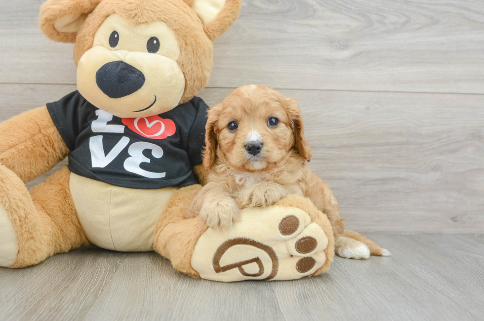 7 week old Cavapoo Puppy For Sale - Premier Pups