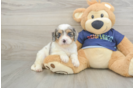 Cavapoo Pup Being Cute