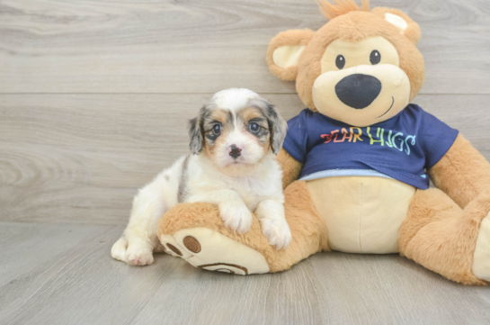 Cavapoo Pup Being Cute