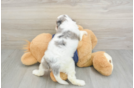 Friendly Cavapoo Baby